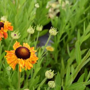 Helenium 'Sahin's Early Flowerer' ---